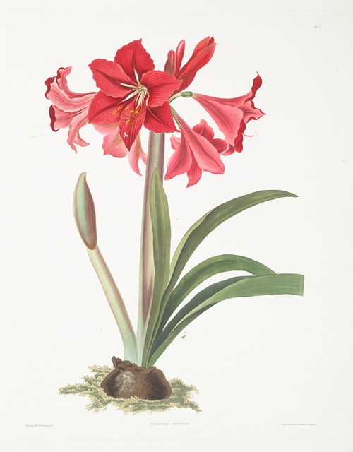 Amaryllis Johnsoni.