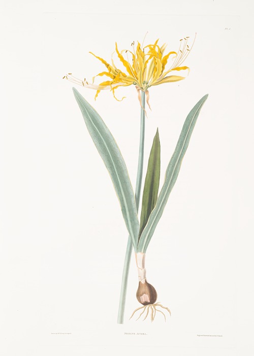 Nerine aurea