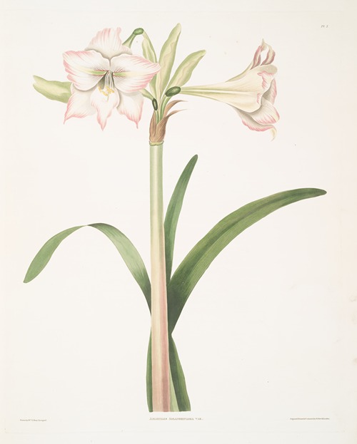 Amaryllis solandriflora var.
