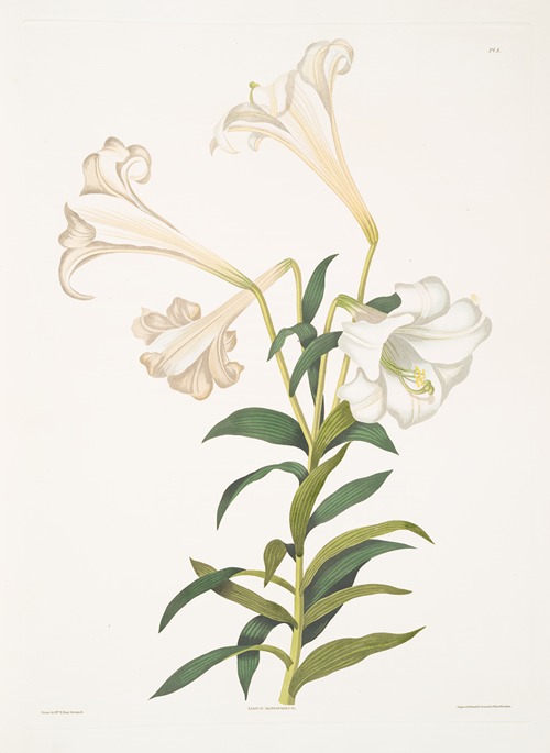 Lilium longiflorum