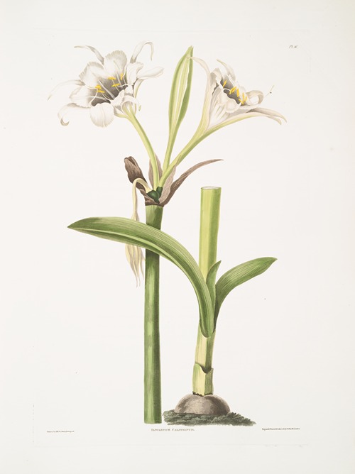Pancratium calathinum