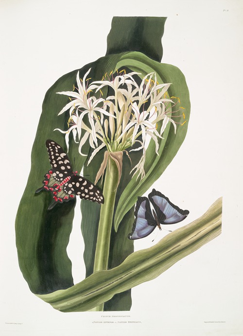 Crinum pedunculatum. [River lily] – 1. Papilio antenor. 2. Papilio menelaus. [Butterflies]