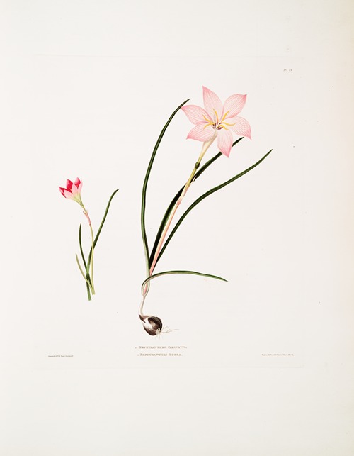 1. Zephyranthes carinatus. 2. Zephyranthes rosea. [Zaphyr lily, Fairy lily, Rain lily]