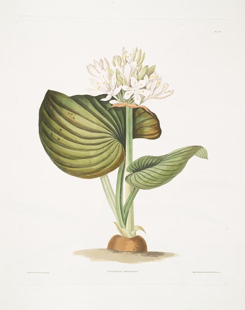Pancratium amboinense