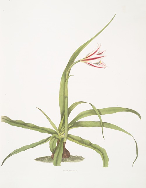 Crinum yuccæides