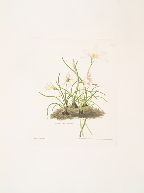 1. Zephyranthes tubispatha 2. Zephyranthes Candida