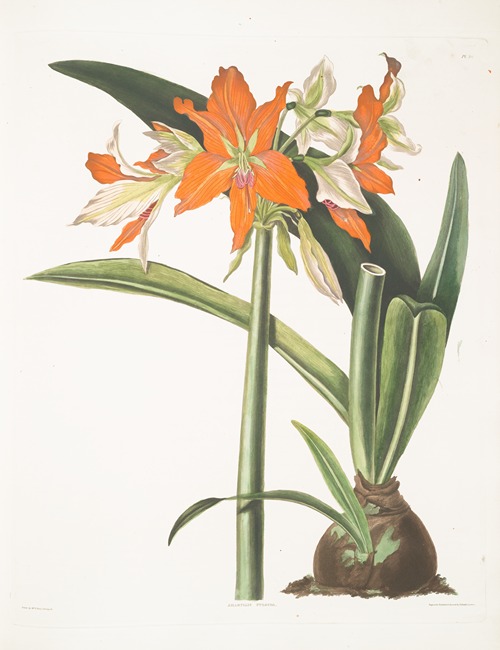 Amaryllis fulgida