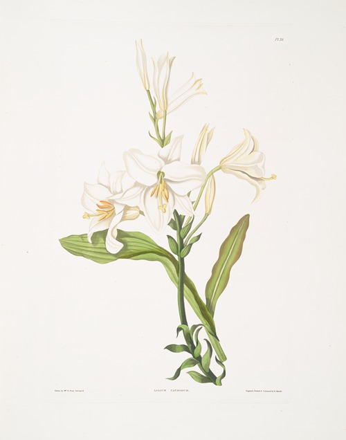 Lilium candidum