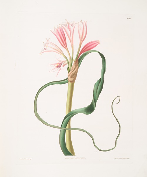 Amaryllis longifolia (glauca)
