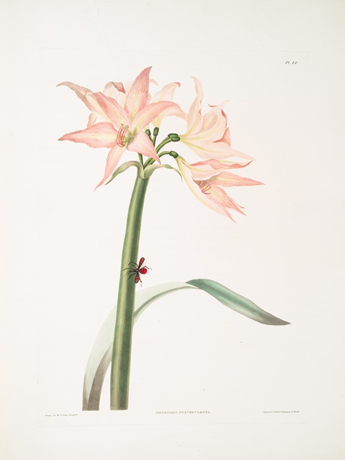 Amaryllis pulverulenta, Hippeastrum pulverulentum, Amaryllis acuminata