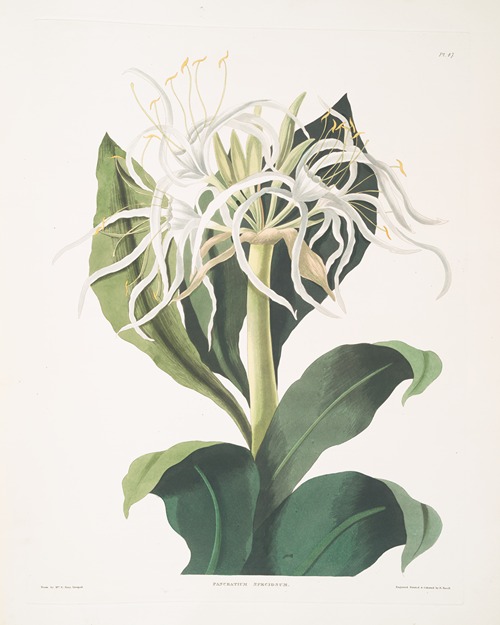 Pancratium specidsum