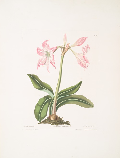Amaryllis steilatafolia