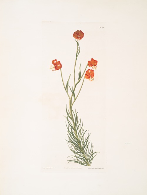 Lilium pyrenaicum