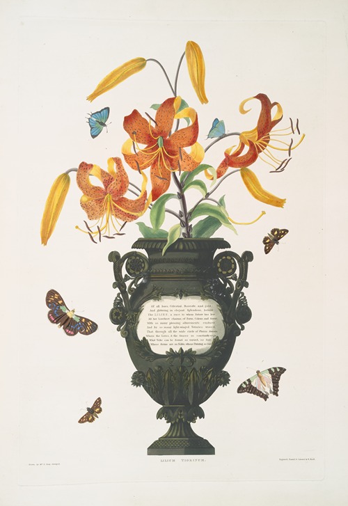 Lilium tigrinum