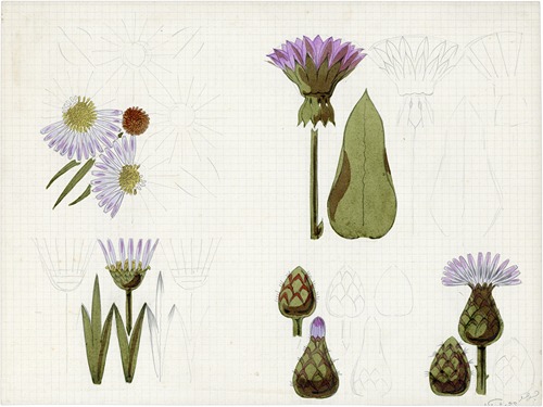 De Distel
