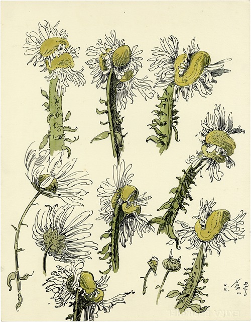 De St-Jansbloem