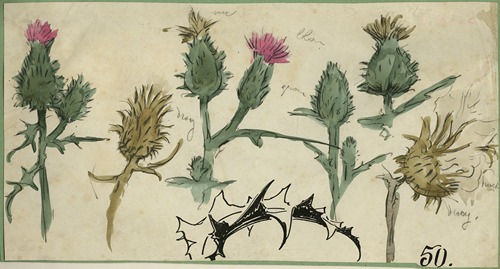 Distelbloemen