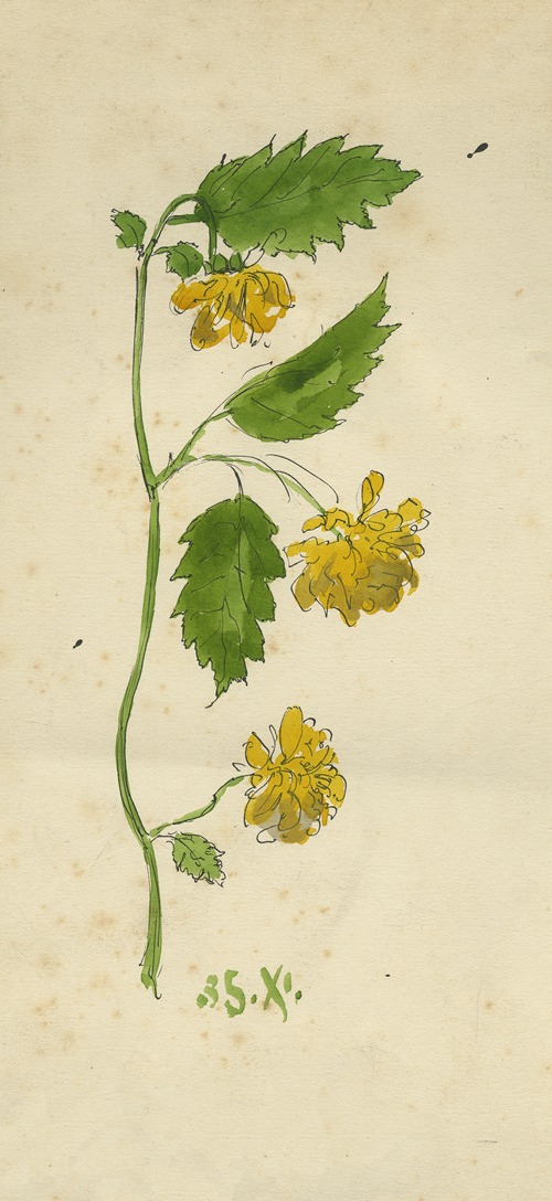 Kerria japonica of Ranonkelstruik