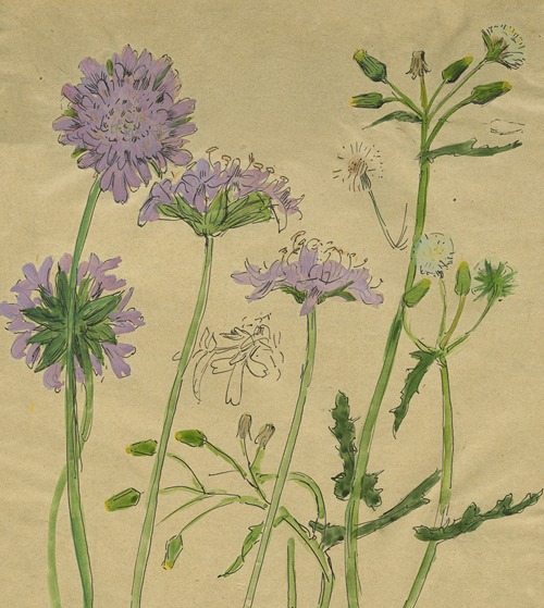 Knautia en tweejarig Streepzaad