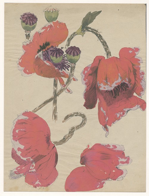 Reuzenpapaver