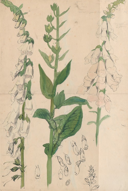Vingerhoedskruid (witte)