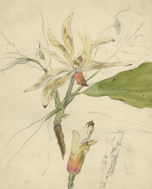 Westerse Magnolier