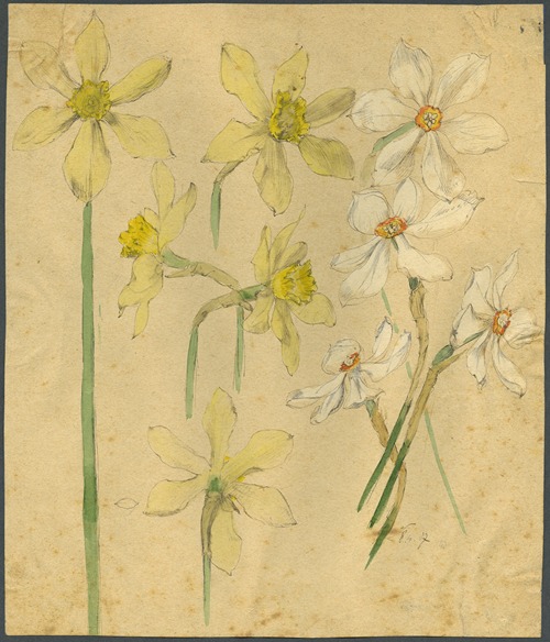 Wilde en witte narcissen