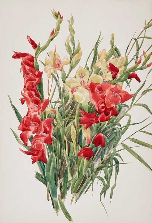 Red and Yellow Gladioli
