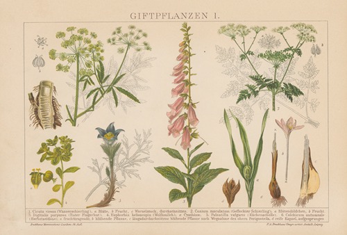 Giftpflanzen