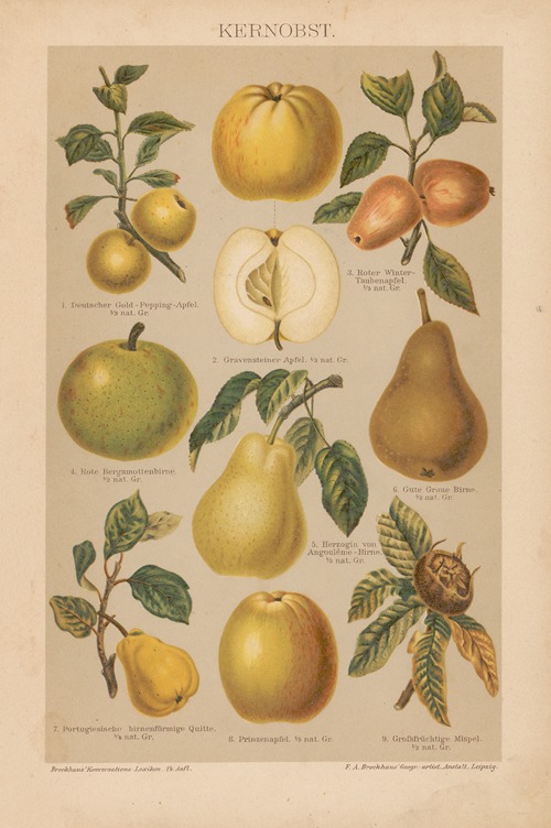 Kernobst