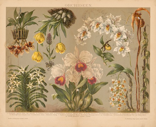 Orchideen