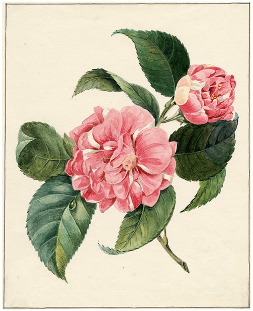 Peony