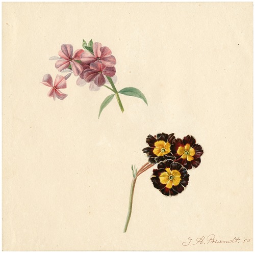 Phlox and primula