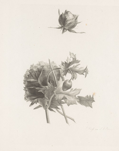 Roos en andere bloem