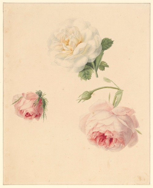 Studie van rozen