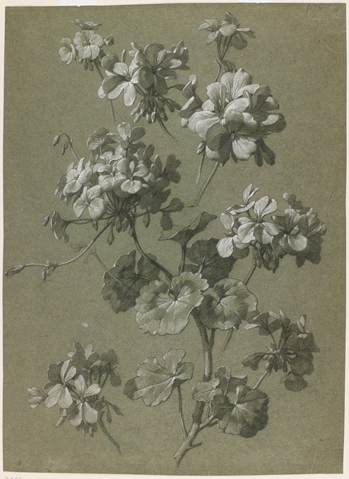 Geranium (Pelargonium sp.)