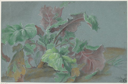Plant, Showing Leaves with Green Upper Sides and Red Lower Sides