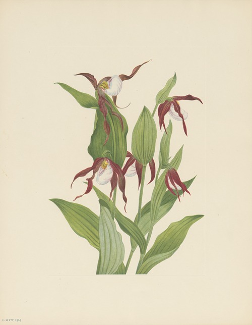 Mountain Ladyslipper (Cypripedium montanum)