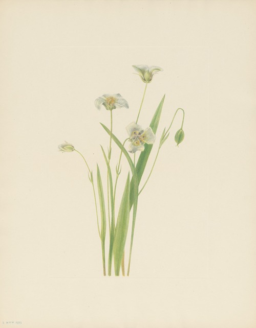 Pussy-ears (Calochortus elegans)