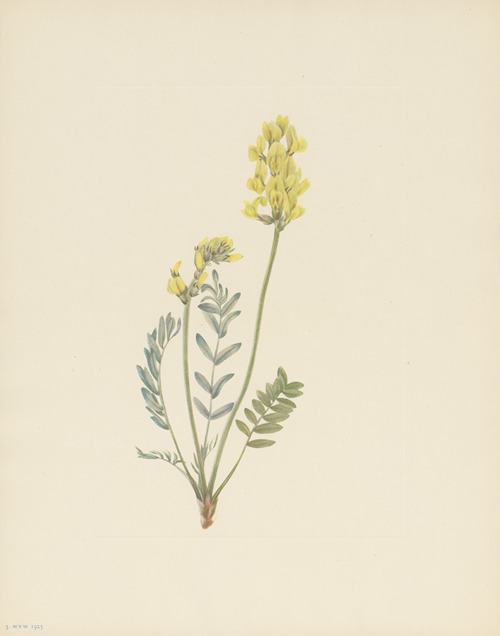 False Locoweed (Oxytropis gracilis)