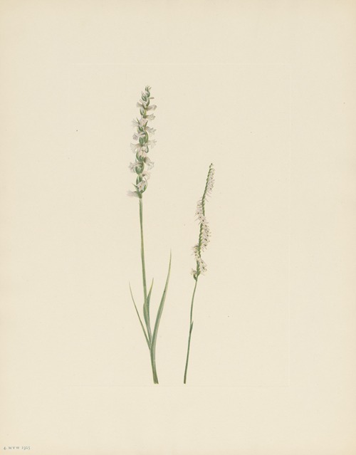 Nodding Ladies-tresses (Ibidium cernuum)