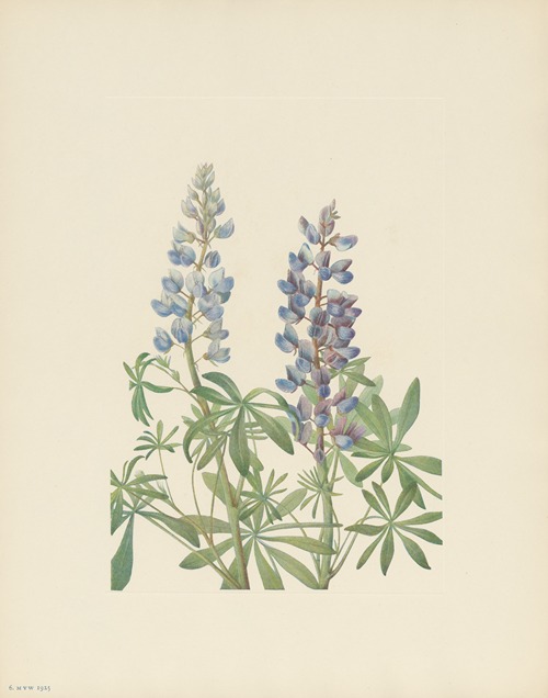 Sun-dial Lupine (Lupinus perennis)