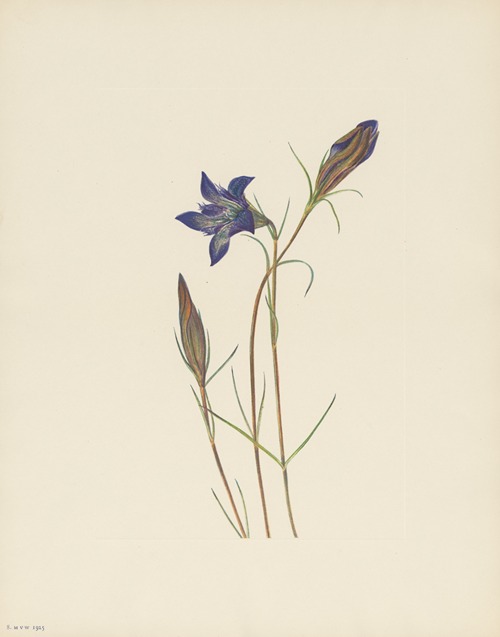 Pinebarren Gentian (Gentiana porphyrio)