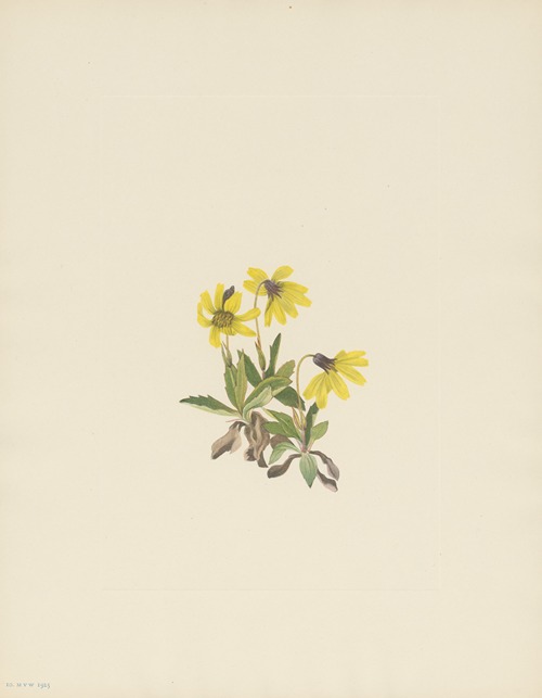 Lake Louise Arnica (Arnica louiseana)