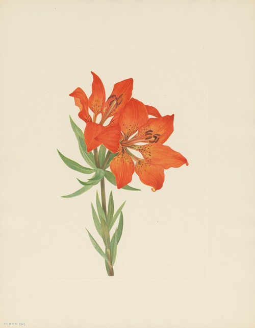 Red Lily (Lilium montanum)