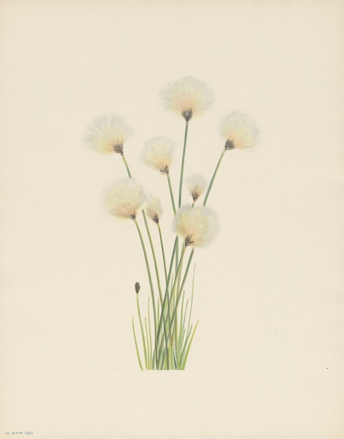 Cottongrass (Eriophorum chamissonis)