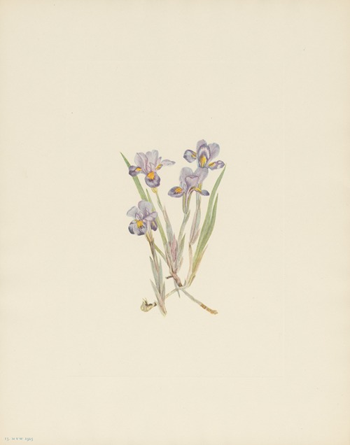 Vernal Iris (Iris verna)