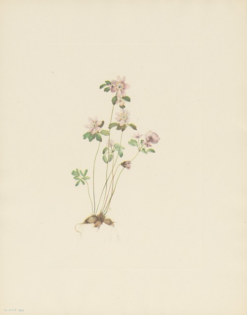 Anemonella (Syndesmon thalictroides)