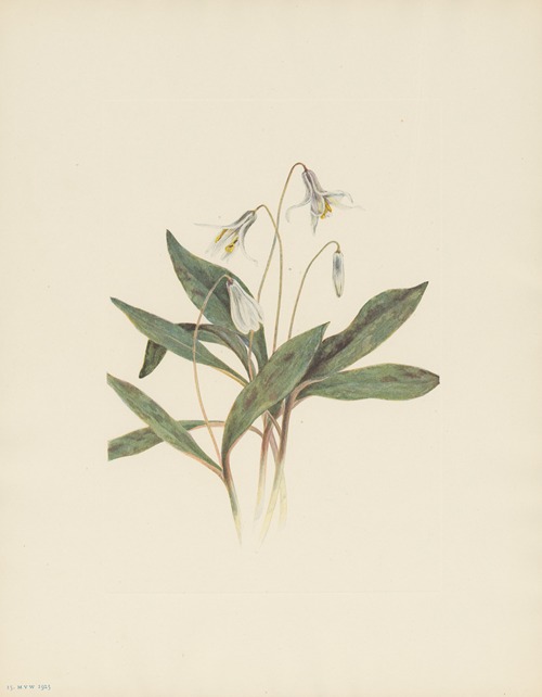 White Troutlily (Erythronium albidum)