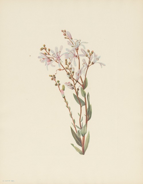 Tarflower (Befaria racemosa)